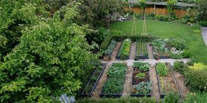 Urban Farm School garden